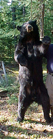Bear.jpg (60383 bytes)