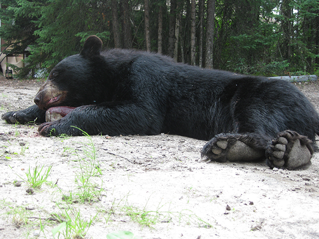 Mike_Bear.jpg (45403 bytes)